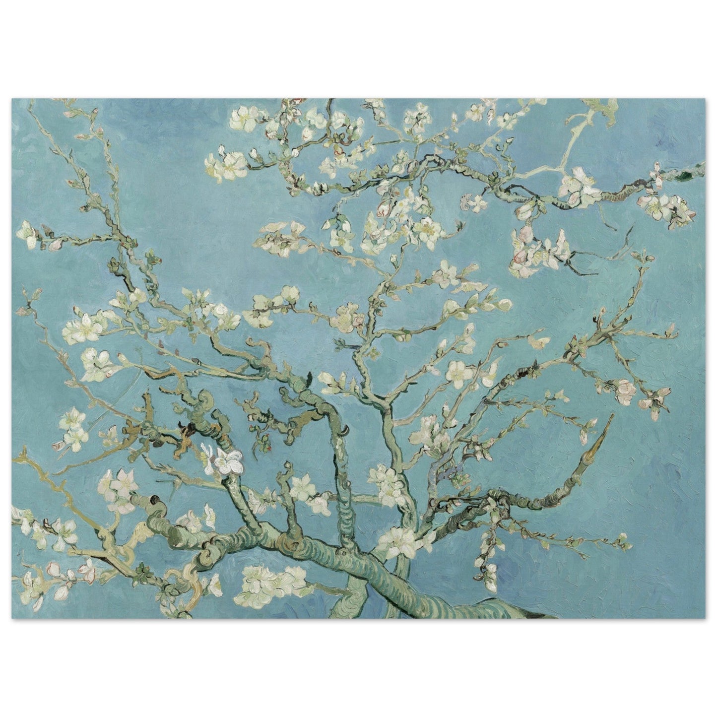 A beautiful poster of Almond Blossoms, set against a serene blue background.