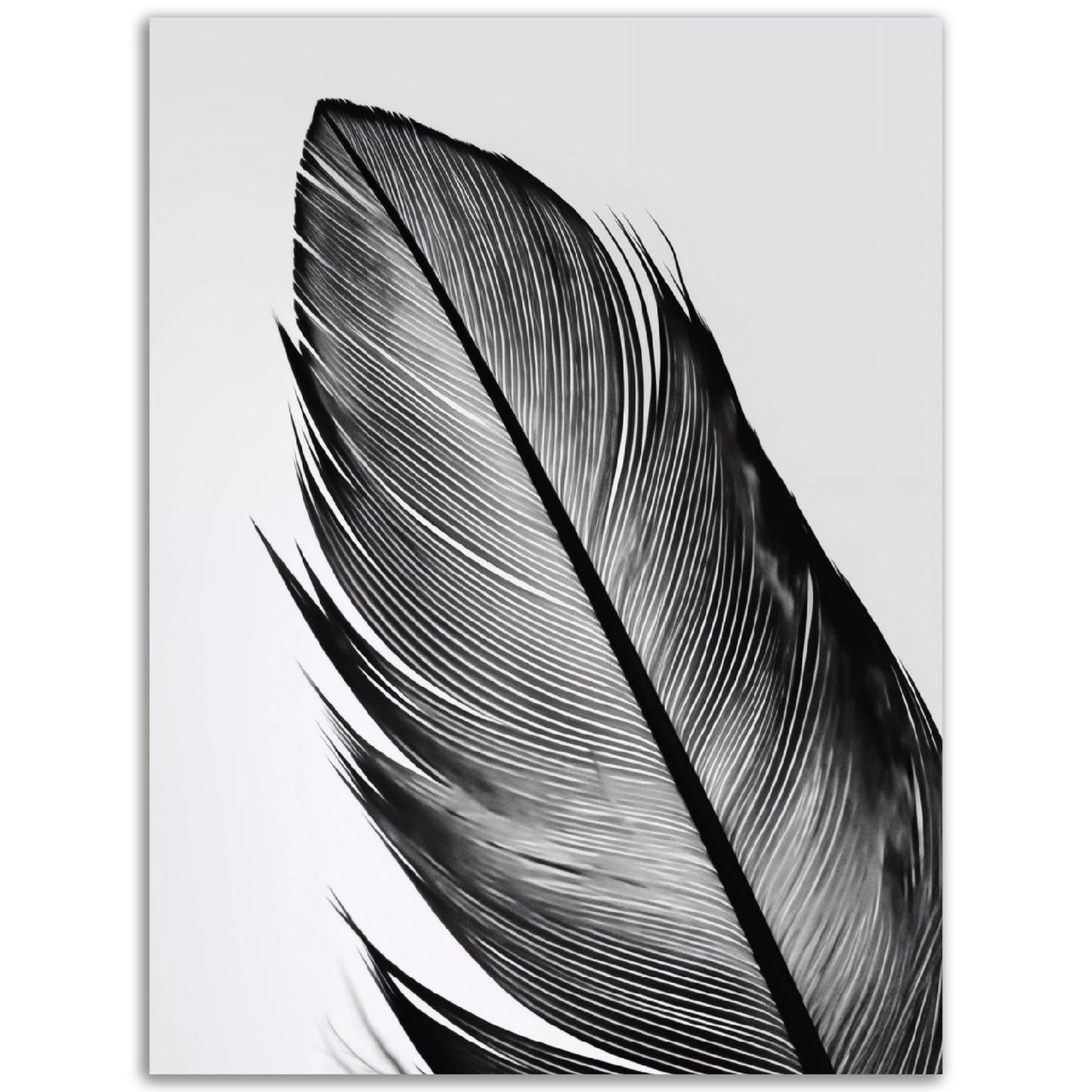 A black and white Feather Simplicity print on a white background, perfect for Poster Wall Art or as Posters for Room decoration.