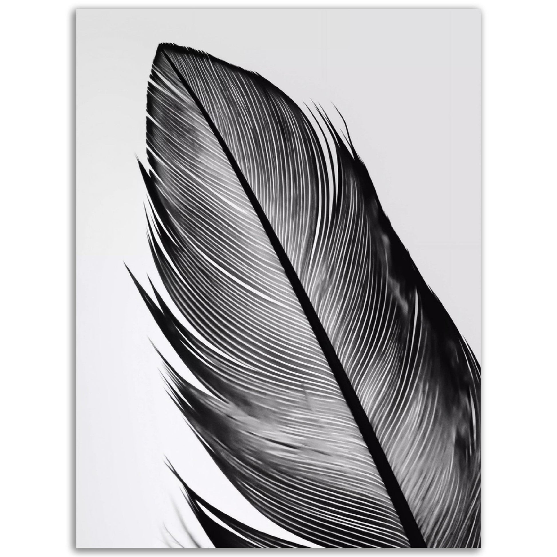 A black and white Feather Simplicity print on a white background, perfect for posters or wall art.