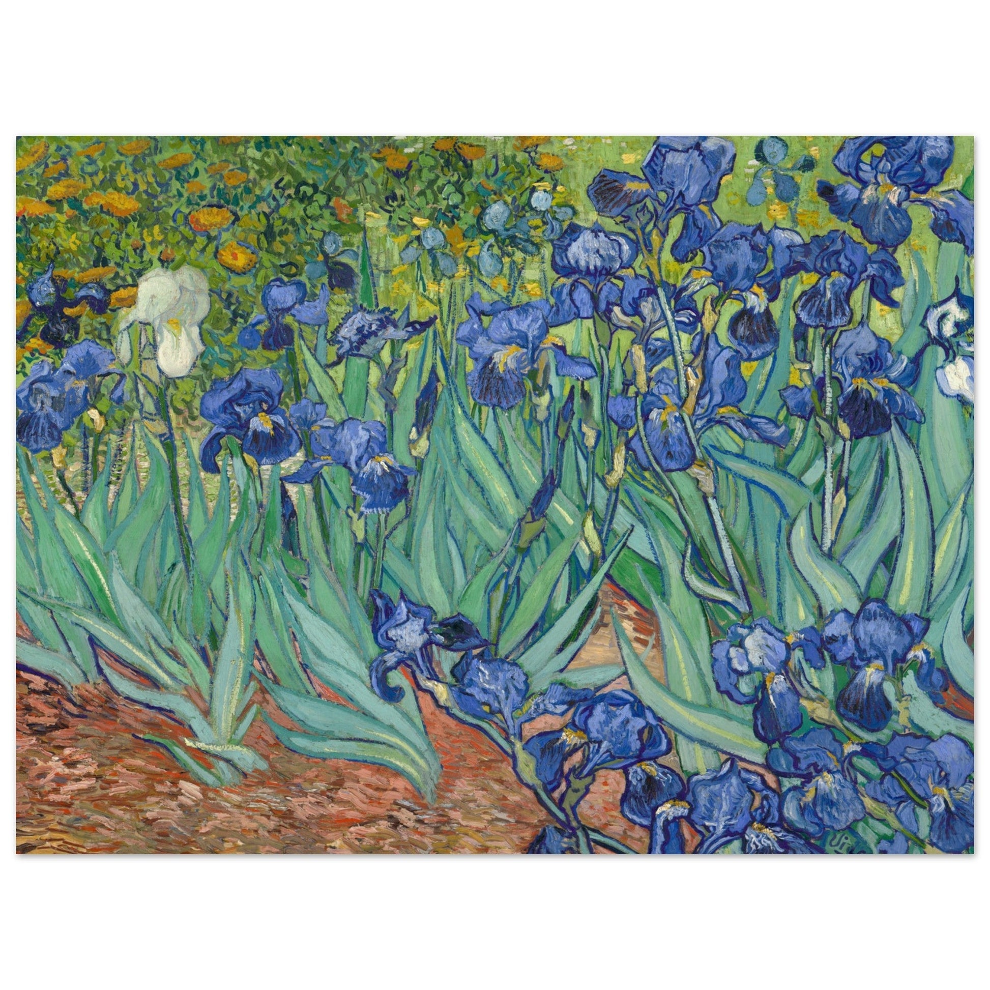 Colored Irises in the garden by Traditional Art.